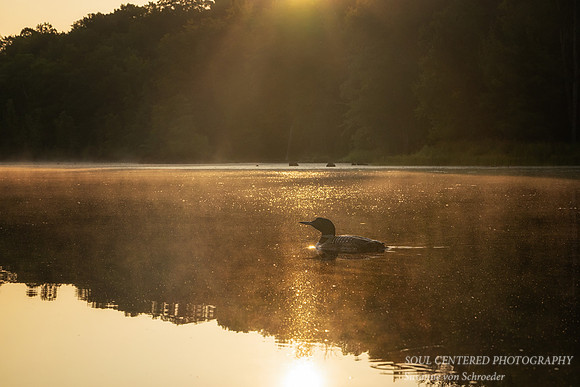 Sunrise with loon, Audie Lake, Aug. '26