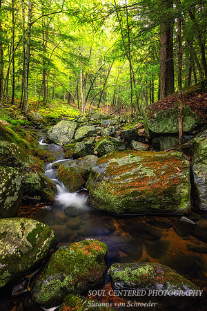 Creek in August, '26 1