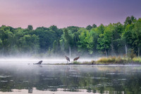 Blue Hour with Sandhill Cranes, Audie Lake, Aug. '26 1