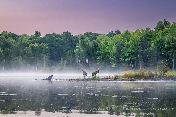 Blue Hour with Sandhill Cranes, Audie Lake, Aug. '26 1
