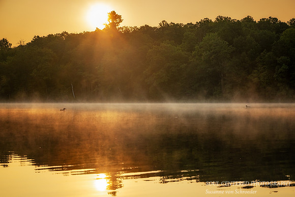 Sunrise with loons, Audie Lake, Aug. '26