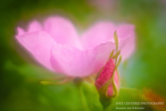 Rose, pink LB 3