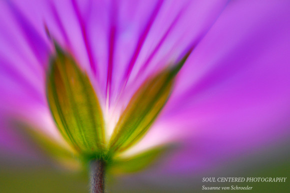 Geranium 1