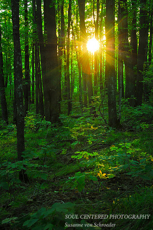Sun in forest