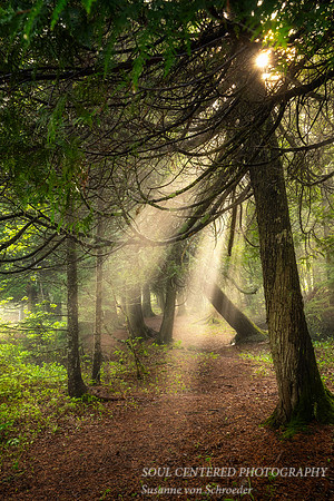 Light in foggy forest scene, June '24 3