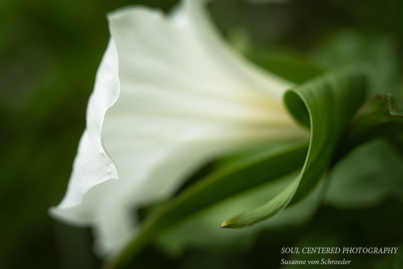 Trillium with a curl 2