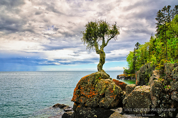 Witches tree, May 1