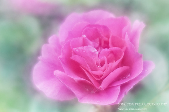 Rose, pink LB 4
