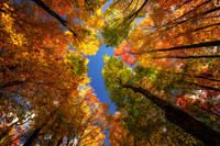 Colorful tree canopy, Sept. '26 2