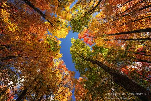 Colorful tree canopy, Sept. '26 2