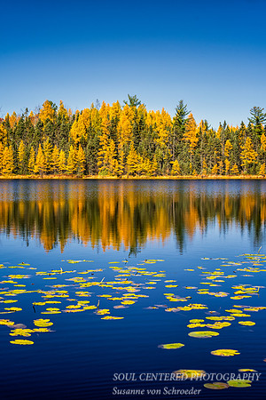 Tamarack reflections 1
