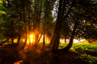 Cedar trees at sunrise, Sept. '26