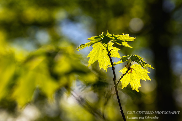 Maple leaves, Spring '26 2