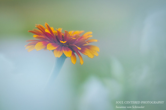 Zinnia in white mist