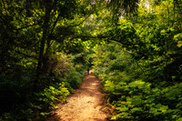Walking through the forest at Frog Bay