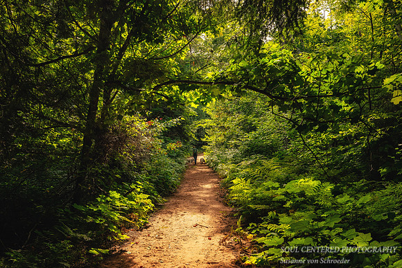 Walking through the forest at Frog Bay