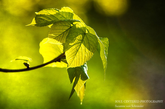 Spring green 4