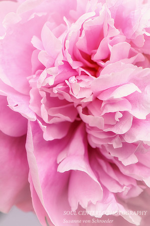 Peony pink, petals