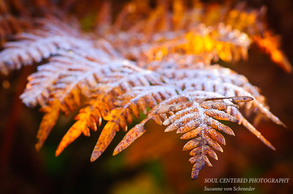 Fern frosted 2