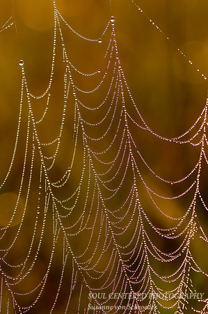 Spiderweb 4