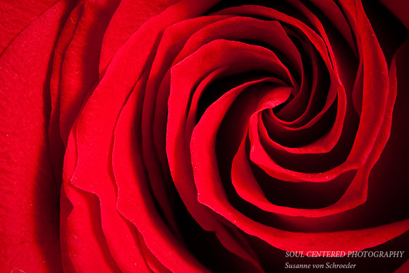 Rose, red macro