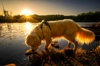 Shanti at Sunset, Audie Lake, mid Sept. '26