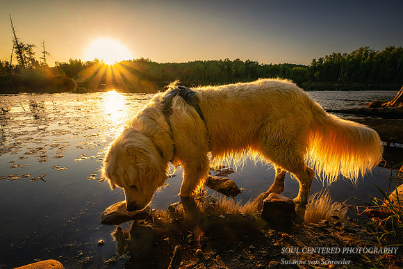 Shanti at Sunset, Audie Lake, mid Sept. '26