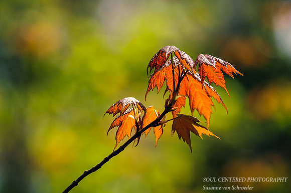 Spring Maple, impr