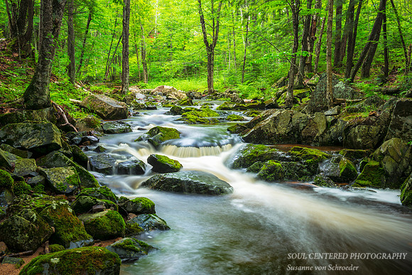 Summer Creek 4