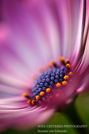 African Daisy