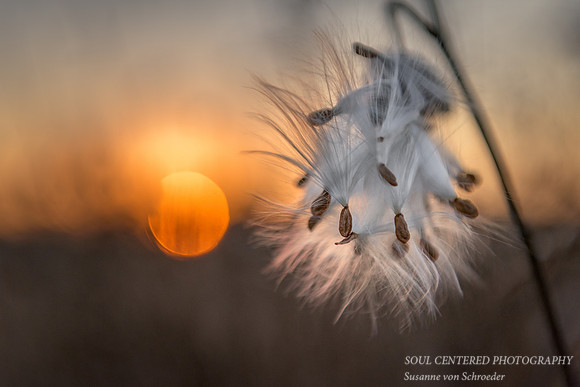 Milkweed at sunrise