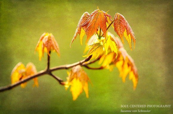 Maple leaves in spring