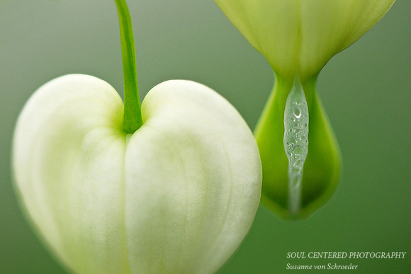 Bleeding Hearts, Completion