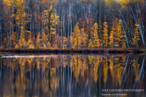 Tamaracks, evening light