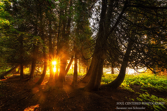 Cedar trees at sunrise, Sept. '26