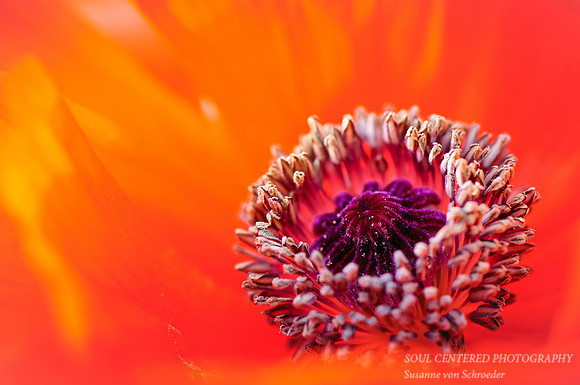 Orange Poppy, macro