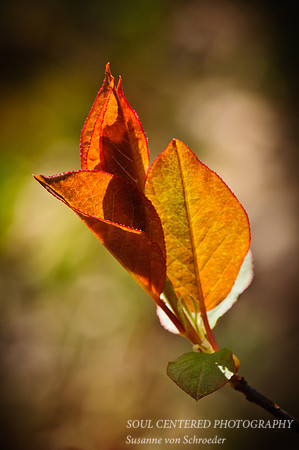 Spring leaf, orange