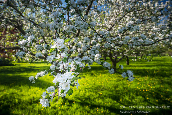 Apple orchard in bloom