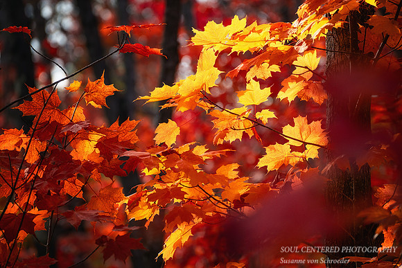 Maple tree leaves in light