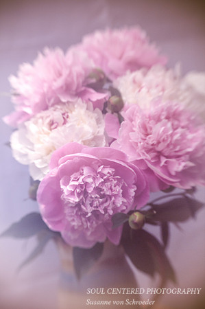 Peonies, pink & wh, LB