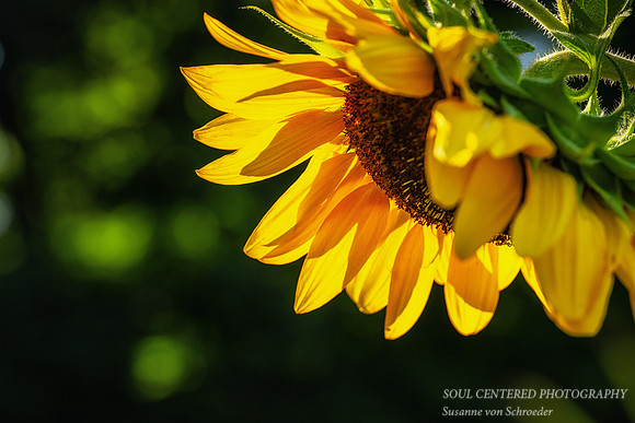 Sunflower, nodding