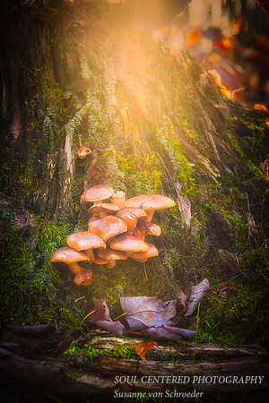 Mushrooms on stump '14 2