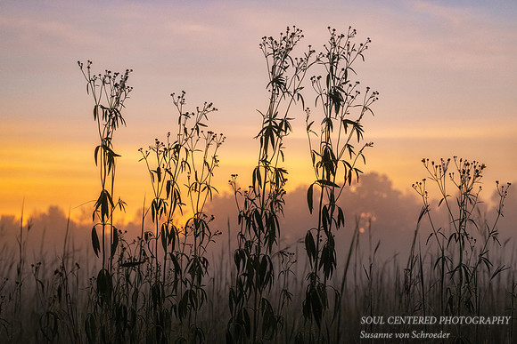 Prairie flowers at dawn, Flambeau Mine, Ladysmith, WI 1