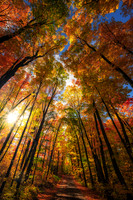 Lover's Lane in fall colors, Sept. '26 2