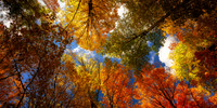 Colorful tree canopy, Sept. '26 1, panorama