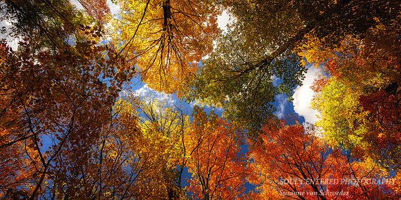 Colorful tree canopy, Sept. '26 1, panorama
