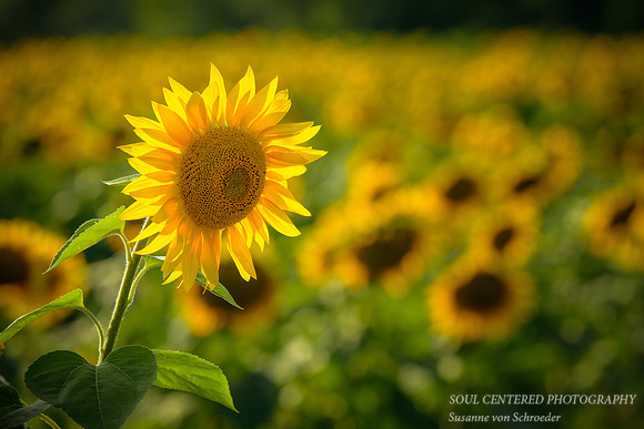Sunflowers 7
