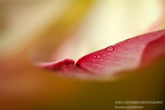 Lotus leaf, tip