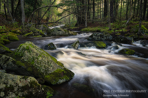 Spring Flow, Becky's Creek, May '24