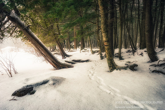 Forest path